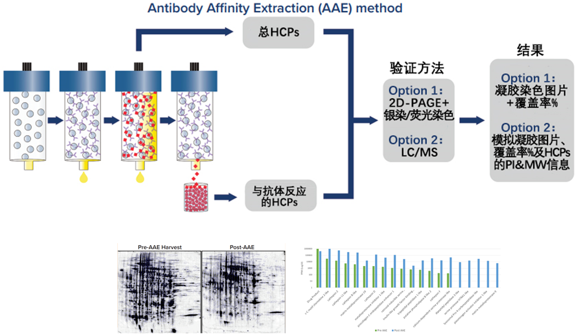 抗體親和提取(AAE?):革新宿主細(xì)胞蛋白(HCPs)分析的新篇章 抗體親和提取(AAE?):革新宿主細(xì)胞蛋白(HCPs)分析的新篇章